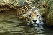 swimming-jaguar.jpg
