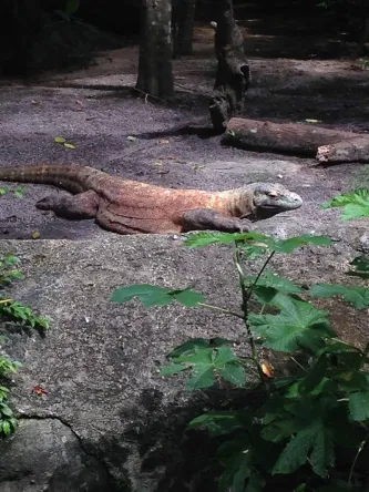 singapore-zoo (5).jpg