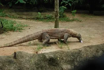 singapore-zoo (7).jpg