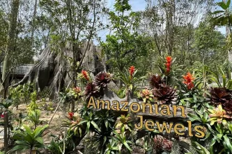 amazonian-jewels.jpg