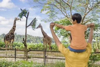 giraffe-feeding.jpg