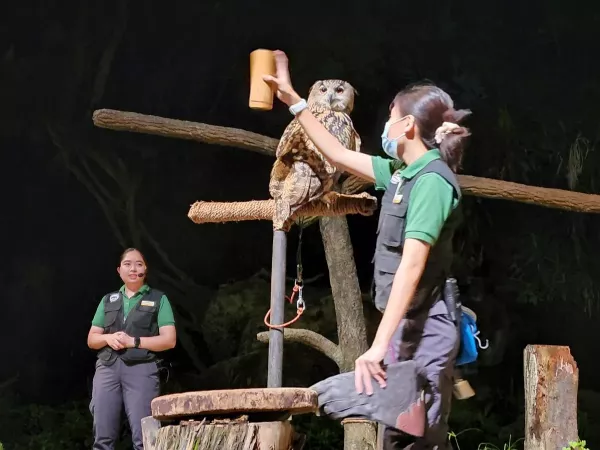 night-safari (1).jpg