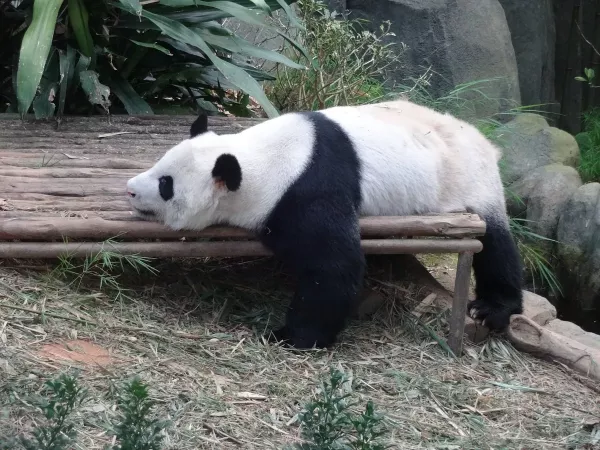 rare-white-panda-in-river.jpg