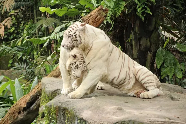 singapore-zoo (2).jpg