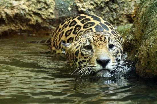 swimming-jaguar.jpg