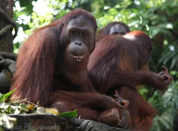 singapore-zoo (3).jpg