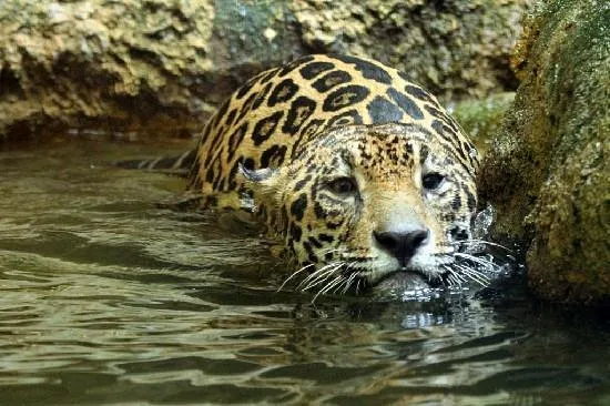 swimming-jaguar.jpg