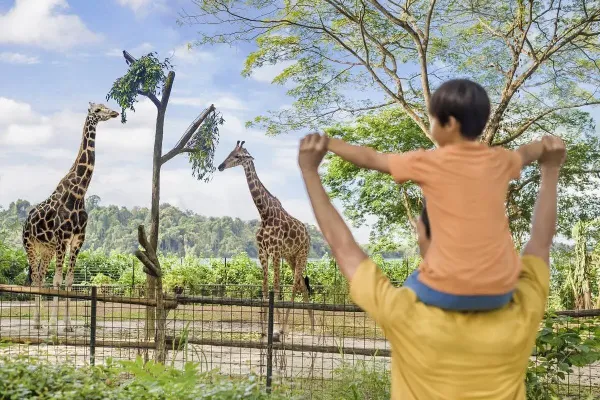 giraffe-feeding.jpg